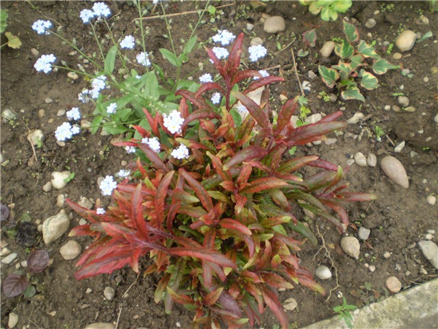 gaura